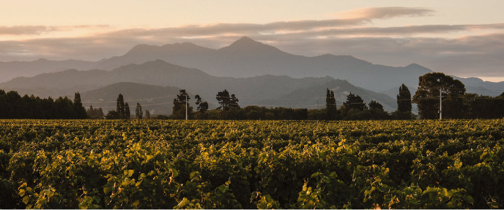 Vintage 2022 Perfecting the taste of a pure NZ summer