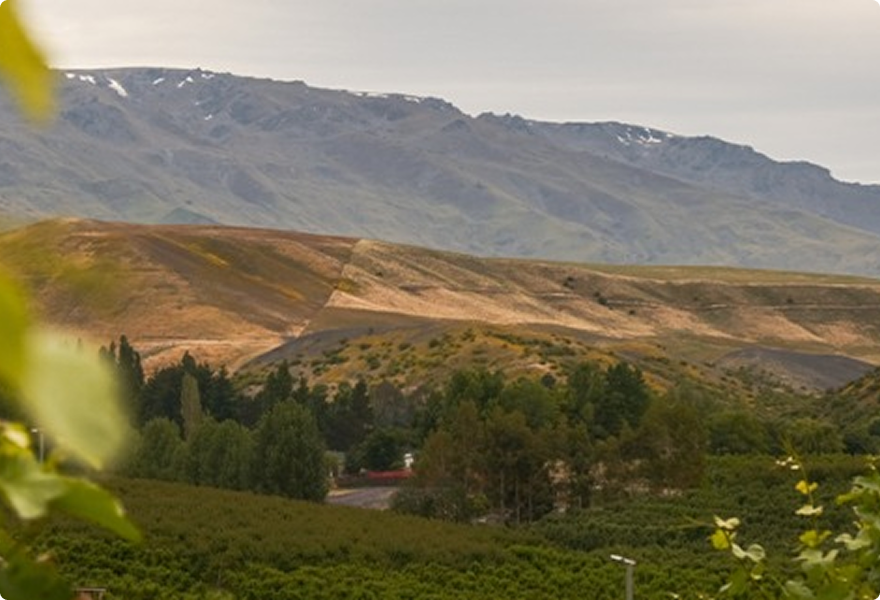 Distinctly regal Central Otago flavour