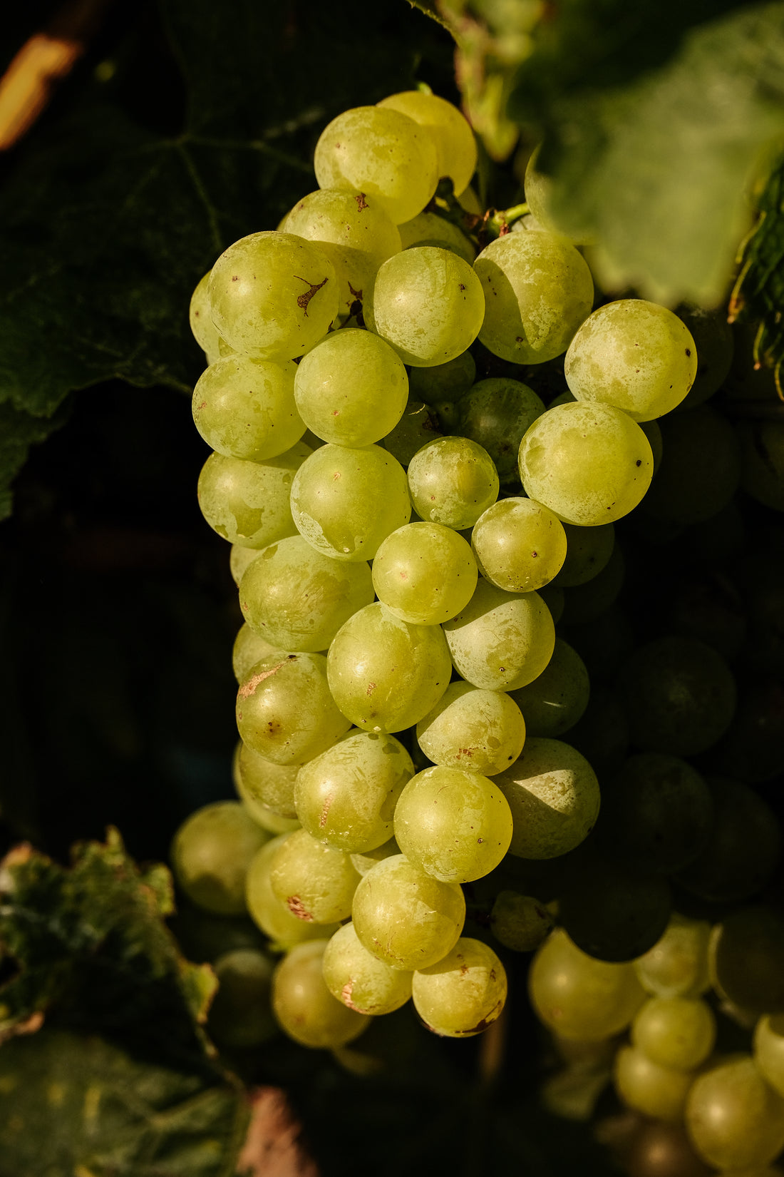 Allan Scott Marlborough Black Label Sauvignon Blanc 2023