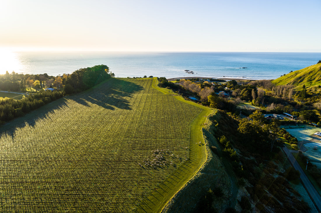 Allan Scott Marlborough Black Label Sauvignon Blanc 2023