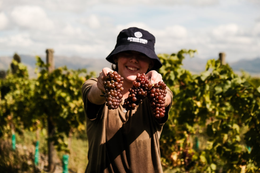 Allan Scott Marlborough Pinot Gris 2026