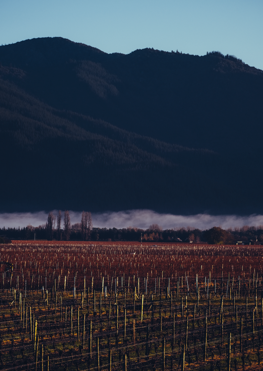 Allan Scott ‘The Eli Collection’ Sauvignon Blanc 2023