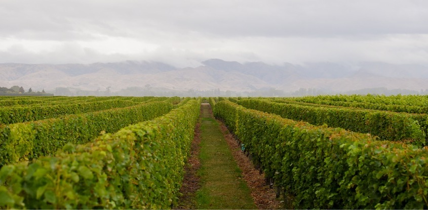 Omaka Vineyard Marlborough