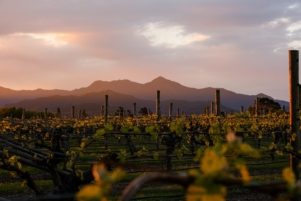 Allan Scott Marlborough Sauvignon Blanc Vineyard