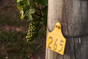 Allan Scott Marlborough Sauvignon Blanc Grapes