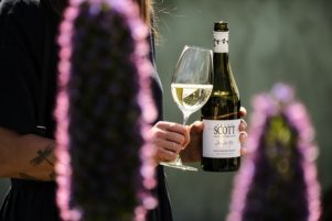 Allan Scott Marlborough Sauvignon Blanc Glass